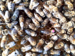 Bienen und Königin auf einer Wabe