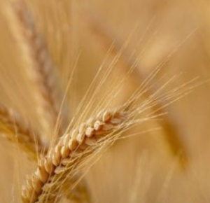 governo mette in crisi il grano duro bio siciliano