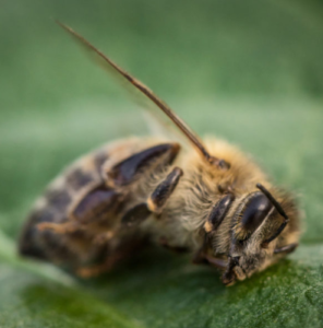 glofosato e metalli pesanti trovati su api e miele
