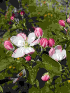 CIPRA - Apfelblüte