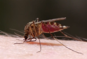 Paradox: Pestizide können für mehr Mücken sorgen