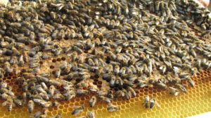 Pestizide und Varroamilbe tötet Bienen