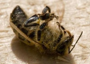 Sulfoxaflor - Gefahr für die Bienen
